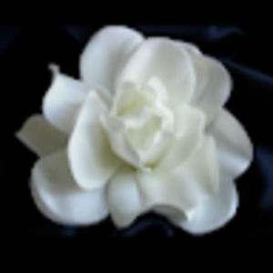 Meet your Posher, Kylie